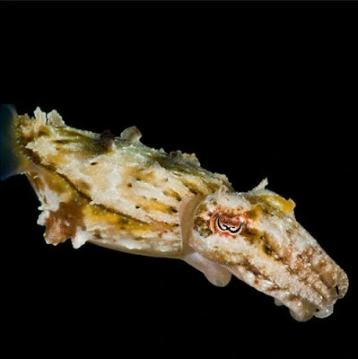 A dwarf cuttlefish