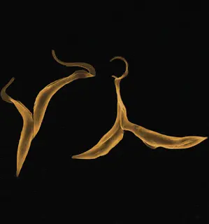 Two protozos trypanosoma