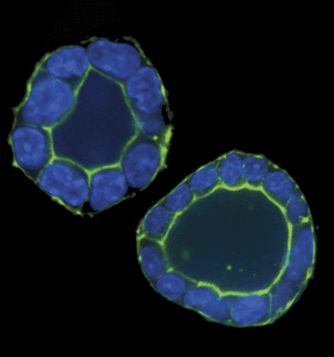 Mouse Epithelial bumblebees-can-feel-weak-electric-fields