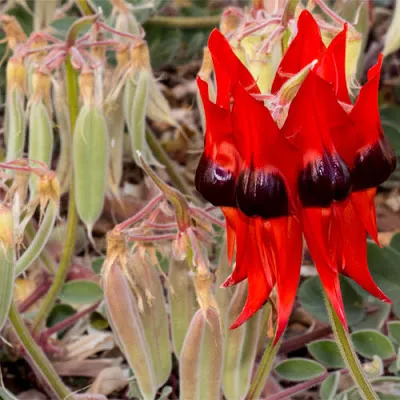 Swainsona Formosa flower
