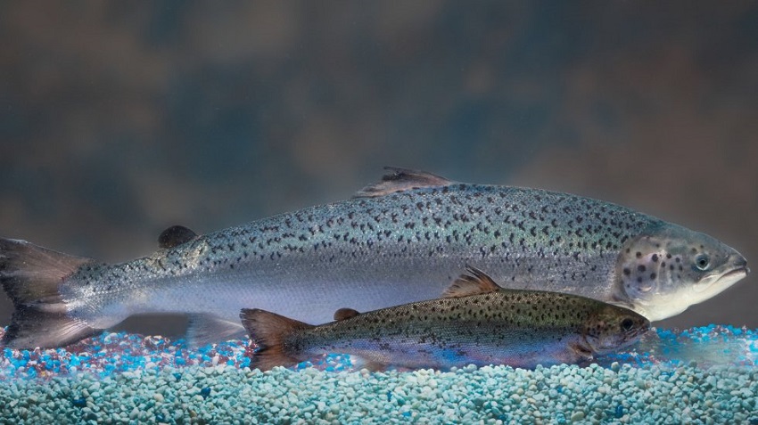 Dos ejemplares de salmón genéticamente modificados desarrollados por la compañia AquaBounty